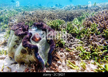 Kantaan, Guinsiliban, Camiguin, Mindanao, Philippinen, Mindanao, Filipinas, Giant Clam Sanctuary Stockfoto