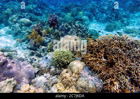 Kantaan, Guinsiliban, Camiguin, Mindanao, Philippinen, Mindanao, Filipinas, Giant Clam Sanctuary Stockfoto