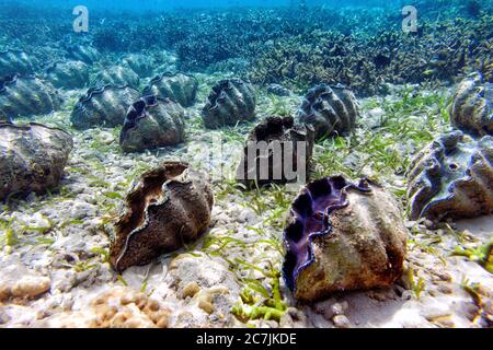 Kantaan, Guinsiliban, Camiguin, Mindanao, Philippinen, Mindanao, Filipinas, Giant Clam Sanctuary Stockfoto