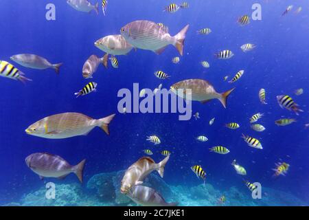 Philippinen, Balicasag Island, Pangalo Reef, Fische Schwimmen im Riffunterwasser in Split Bild Stockfoto