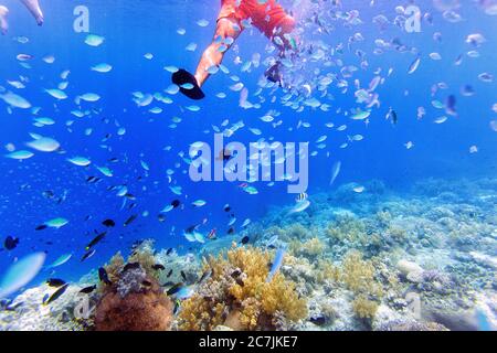 Philippinen, Balicasag Island, Pangalo Reef, Fische Schwimmen im Riffunterwasser in Split Bild Stockfoto