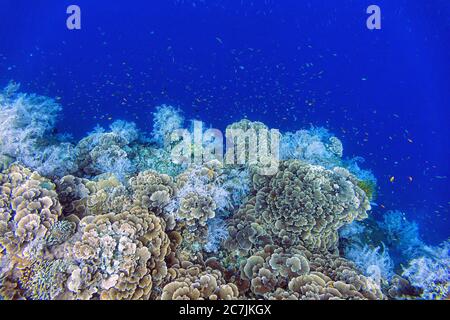 Philippinen, Balicasag Island, Pangalo Reef Stockfoto