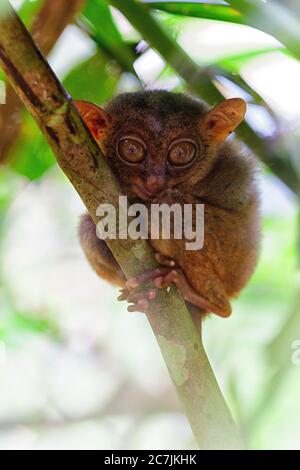 Tarsier - (lat) Tarsius Syrichta - kleiner Primat mit großen Augen auf der Insel Bohol auf den Philippinen gefunden Stockfoto