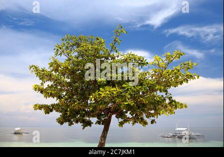 Outrigger Traditionelles Fischerboot, das am Strand an der Ostküste der Malapascua Insel, Cebu, Central Visayas, Philippinen, festgemacht ist Stockfoto