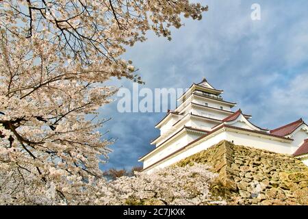 Schloss Tsuruga oder Schloss Aizuwakamatsu in der Kirschblütensaison. Stockfoto