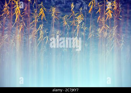 Spanien, Cuenca, Wicker Anbau in Canamares im Herbst Stockfoto