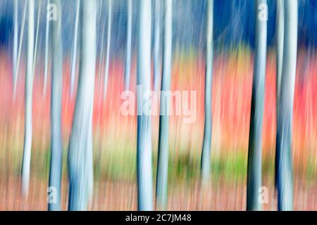 Spanien, Cuenca, Wicker Anbau in Canamares im Herbst Stockfoto