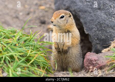 Arktisches Erdhörnchen, sorgfältig schauend, um nicht in die Kiefer der räuberischen Bestien zu fallen. Nahaufnahme Porträt Wildtier der Gattung Nagetiere des Eichhörnchens Stockfoto