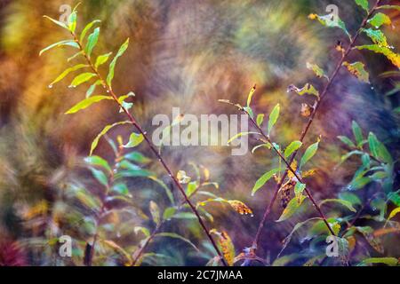 Spanien, Cuenca, Wicker Anbau in Canamares im Herbst Stockfoto