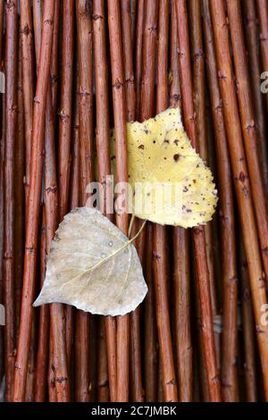 Spanien, Cuenca, Wicker Anbau in Canamares im Herbst Stockfoto