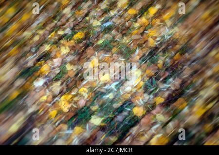 Spanien, Cuenca, Wicker Anbau in Canamares im Herbst Stockfoto