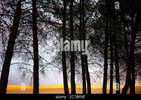 Spanien, Cuenca, Wicker Anbau in Canamares im Herbst Stockfoto