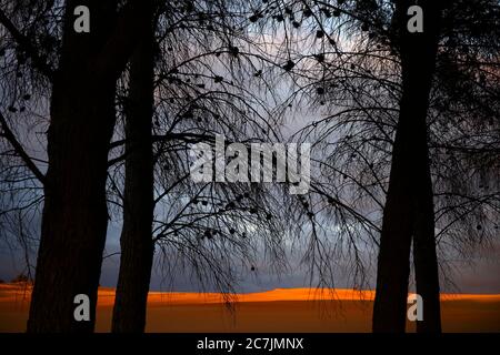 Spanien, Cuenca, Wicker Anbau in Canamares im Herbst Stockfoto