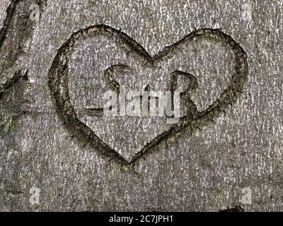 High-Angle-Aufnahme eines Herzsymbols auf einem geschnitzten Baum Stockfoto