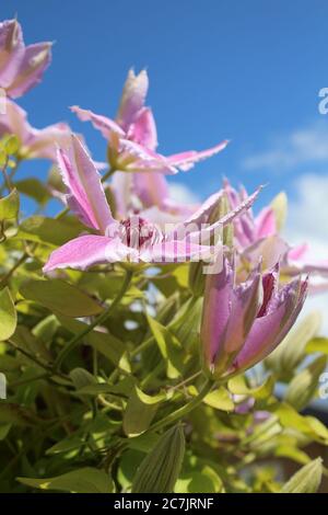 Vertikale Nahaufnahme einer Clematis Nelly Moser Blume auf Ein unscharfer Hintergrund Stockfoto