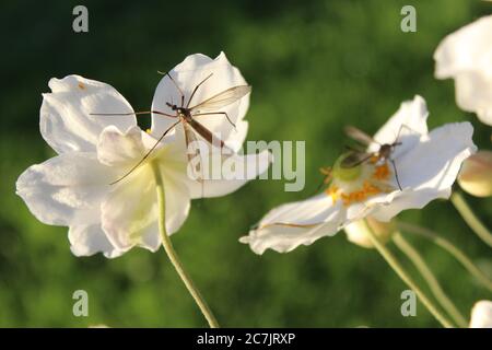 Nahaufnahme einer Fliege auf Ernte Anemone Blumen mit Ein unscharfer Hintergrund Stockfoto