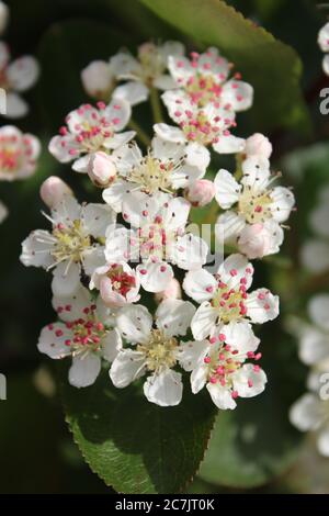 Vertikale Nahaufnahme von Aronia-Blumen mit verschwommenem Hintergrund Stockfoto
