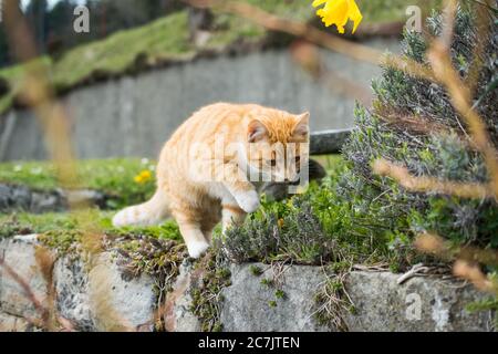 Cute Hauskatze spielt mit Gras auf einem verschwommenen Hintergrund Stockfoto