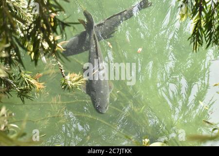 Ein schönes Nahaufnahme-Foto von Fischen in einem See bei Jammu Indien. Stockfoto
