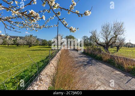 Straße, Mandelblüte in S'Esgleieta, Hinterlicht, Insel Mallorca, Stockfoto