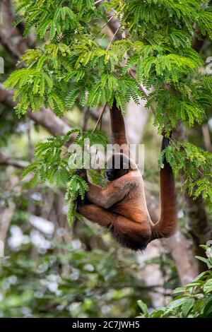 Brauner Wollaffen (Lagothrix lagotricha) im peruanischen Amazonas Stockfoto