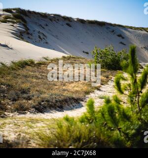 Weitwinkel Aufnahme von Büschen, Moos und Grün auf Sand wachsen Stockfoto