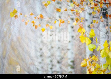 Poplar Anbau, Populus alba, Spanien, Cuenca, Weidenzucht in Canamares im Herbst Stockfoto