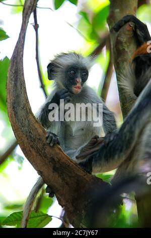 Tansania, Sansibar Archipel, Unguja Insel (Sansibar), Sansibar roter Kolobusaffen (Procolobus badius kirkii) Stockfoto