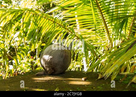 Blick auf den heiligen Affenwald in Ubud Stockfoto