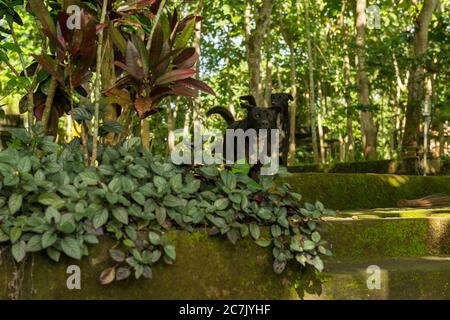Blick auf den heiligen Affenwald in Ubud Stockfoto