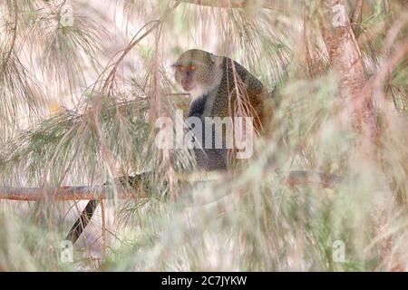 Mono azul (Cercopithecus mitis mitis), Jozani-Nationalpark, Sansibar Stockfoto