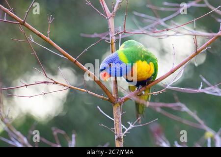 Ein Regenbogen-Lorikeet in einem Baum Stockfoto