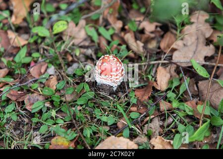 Selektive Fokusaufnahme eines Amanita Muscaria Pilzes in Thornecombe Woods, Dorchester, Dorset, UK Stockfoto