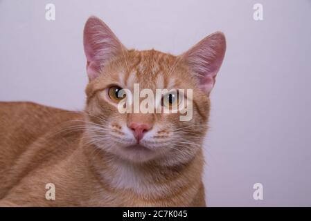 Rote gestromte Katze posiert vor der Kamera Stockfoto