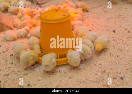 Kleine gelbe Hühner fressen auf dem Hof Stockfoto