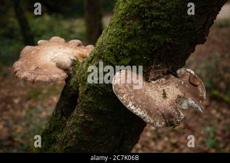 Selektiver Fokus von zwei Birch Polypore Common White Bracket Pilze Stockfoto