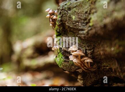 Selektive Fokusaufnahme einer Gruppe von Common Bonnet Pilzen in Thornecombe Woods, Dorchester, UK Stockfoto
