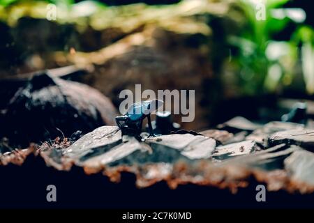 Dunkler Frosch auf einem grauen Stein in einem Wald sitzend Umgeben von Pflanzen Stockfoto