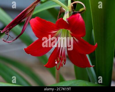 Nahaufnahme der roten Lilienblume im Garten Stockfoto