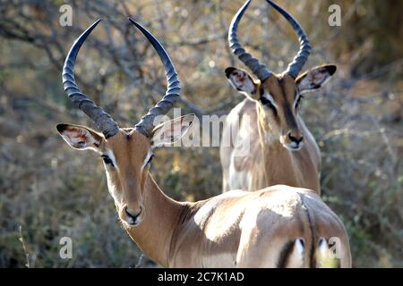 Impalas im Krüger Nationalpark, Südafrika, ist die Impala (Aepyceros melampus) eine mittelgroße, anmutige Antilope mit langem Hals und langen Beinen, sie sind nicht eng mit anderen Antilopenarten verwandt, sie sind entlang der östlichen bis südöstlichen Regionen Afrikas zu finden, manchmal in großer Zahl, Ihre Lebensräume sind Wald- und Grünlandränder innerhalb weniger Kilometer von Wasser, in Anwesenheit sind Redbilled Oxpeckers (Buphagus erythrorhynchus), Stockfoto