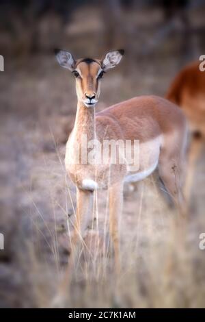 Impalas im Krüger Nationalpark, Südafrika, ist die Impala (Aepyceros melampus) eine mittelgroße, anmutige Antilope mit langem Hals und langen Beinen, sie sind nicht eng mit anderen Antilopenarten verwandt, sie sind entlang der östlichen bis südöstlichen Regionen Afrikas zu finden, manchmal in großer Zahl, Ihre Lebensräume sind Wald- und Grünlandränder innerhalb weniger Kilometer von Wasser, in Anwesenheit sind Redbilled Oxpeckers (Buphagus erythrorhynchus), Stockfoto