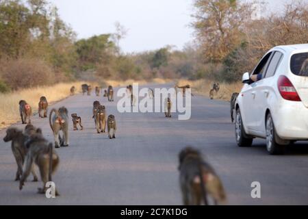 Ein Pavian in Estrus, der von einem jungen Pavian im Kruger National Park, Südafrika, gepflegt wird Stockfoto