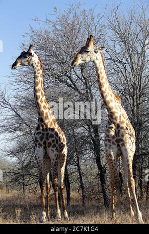 Giraffen, Giraffa camelopardalis, im Kruger Nationalpark, Südafrika, ist die Giraffe ein afrikanisches, gleichgezogenes Huftier-Säugetier, das höchste lebende Landtier und das größte Wiederkäuer, Stockfoto