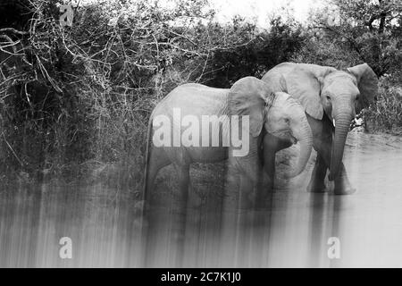 Afrikanischer Buschelefant (Loxodonta africana) im Kruger Nationalpark, Stockfoto