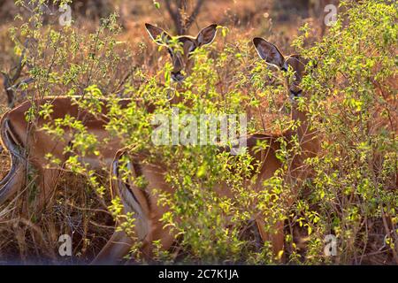 Impala kämpft. Krüger Nationalpark, Südafrika. Die Impala (Aepyceros melampus) ist eine mittelgroße, anmutige Antilope mit langem Hals und langen Beinen. Sie sind nicht eng mit anderen Antilopenarten verwandt. Sie sind entlang der östlichen bis südöstlichen Regionen Afrikas zu finden, manchmal in großer Zahl. Ihre Lebensräume sind Wald- und Grünlandränder innerhalb weniger Kilometer Wasser. In Anwesenheit sind Redenbargel Oxpeckers (Buphagus erythrorhynchus). Stockfoto