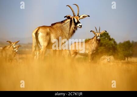 Roan, Hippotragus Spitzfuß Mlilwane Naturschutzgebiet Zucht Programm, Swasiland, Afrika Stockfoto