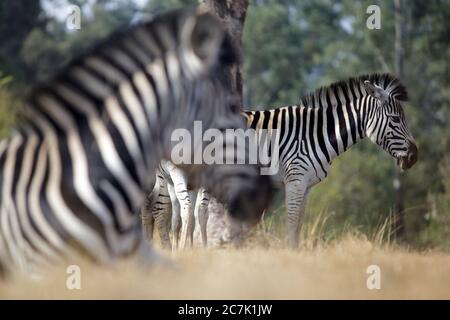 Burchell's Zebras (Equus burchellii) grasen im Mlilwane Wildlife Sanctuary in Swasiland, Afrika Stockfoto