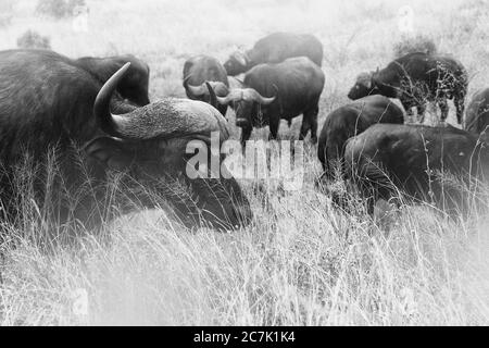 Cape Buffalo in Sabi Sands, EIN Kapbüffel unter dem hohen Gras des Buschveld in Sabi Sands Reserve des Greater Kruger National Park Systems. Stockfoto