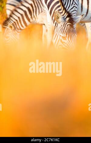 Burchell's Zebras (Equus burchellii) grasen im Mlilwane Wildlife Sanctuary in Swasiland, Afrika Stockfoto