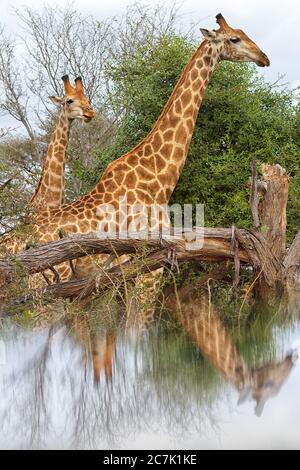 Giraffen, Giraffa camelopardalis, im Kruger Nationalpark, Südafrika, ist die Giraffe ein afrikanisches, gleichgezogenes Huftier-Säugetier, das höchste lebende Landtier und das größte Wiederkäuer, Stockfoto